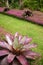 Garden: purple subtropical bromeliads