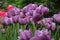 Garden of purple tulips