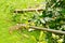 Garden Rake Cleaning a Lawn of Tree Cuttings