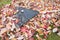 Garden Rake on Fallen Leaves