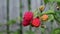 Garden raspberries on a sunny summer day