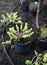 Garden reconstruction works in progress, new plants ready for planting in spring