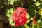 Garden of red-flowered mallow plants, known as Pelargonium Ã— hortorum L.H. Bailey species, belonging to the Geraniaceae