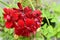 Garden red green flower closeup close