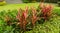 Garden of red leaves Cordyline plant and flower, green lawn on background