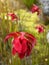 Garden: Red pitcher plant flowers