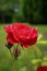 Garden red rose with some raindrops on leaves and petals