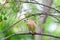 A garden redstart sits on a tree branch. Selective focus