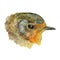 Garden robin bird watercolor illustration. Hand drawn detailed portrait of a small redbreast, isolated on white background.