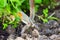 Garden Robin standing on garden fork with dug soil background