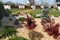 Garden rockery featuring gravel bed and plants of different colors