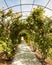 Garden with rose arch