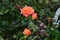 Garden rose in a bright coral tone