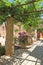 Garden with roses, abandoned village in Crete, Greece, roses in