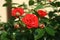 Garden roses: close-up, unopened buds
