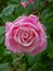 Garden roses, ornamental, popular flowering plants in the world. Large size of flower, wide range of colours. Climbing and