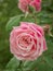 Garden roses, ornamental, popular flowering plants in the world. Large size of flower, wide range of colours. Climbing and