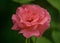 Garden roses, ornamental, popular flowering plants in the world. Large size of flower, wide range of colours. Interior photo of