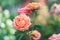 Garden roses, pink flowers, nature background. Floral wallpaper. Rosebush