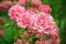 Garden roses, wild pink flowers, rose bush, landscaping. Colorful nature background. Bright floral wallpaper. Selective focus.
