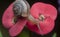 Garden rotund disc snail crawling on the euphorbia milii flower