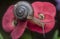 Garden rotund disc snail crawling on the euphorbia milii flower