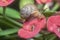 Garden rotund disc snail crawling on the euphorbia milii flower