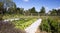 Garden rows with green vegetables in Washington Virginia.