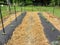 Garden Rows Using Black Plastic and Straw For Weed Control