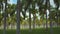 Garden Royal palm grove