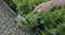 Garden in rustic style. Sorrel grows on black wooden beds. A woman harvests sorrel in a basket.