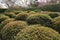 Garden in the Ryoan-ji Temple