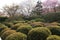 Garden in the Ryoan-ji Temple