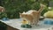 Garden\'s Whiskered Visitor: A cute ginger kitten explores a serene garden, captivating people with its adorable