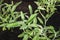 Garden sage plants, Salvia officinalis growing in summer herb garden