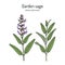 Garden sage Salvia officinalis , medicinal plant