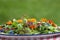 Garden salad with eatable flowers