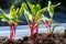 Garden seedlings in spring season, young sprouts of red beetroot vegetable plant