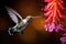 Garden Serenity: A Close-Up of a Hummingbird and Flower in Motion