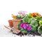 garden set with primrose flowers, pots and scoop on gray wooden table, white background