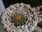 A garden of shells with cactus plants