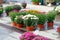 Garden shop with flowers. Bushes with purple and red hrysanthemums in pots in garden store. Decorative potted plants are for sale