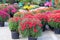 Garden shop with flowers. Bushes with purple and red hrysanthemums in pots in garden store. Nursery of plant and trees for