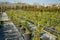 Garden shop. Seedlings of juniper bushes in pots in garden store.