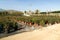 Garden shop. Seedlings of juniper bushes in pots in garden store.