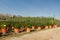 Garden shop. Seedlings of juniper bushes in pots in garden store.