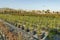 Garden shop. Seedlings of juniper bushes in pots in garden store.