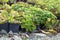 Garden shop in spring. Fresh green young flowers sprouts in garden shop. Flowers in pots bushes