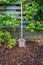 Garden shovel in bark mulch between grapevines plants
