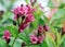 Garden shrub with flowers weigela